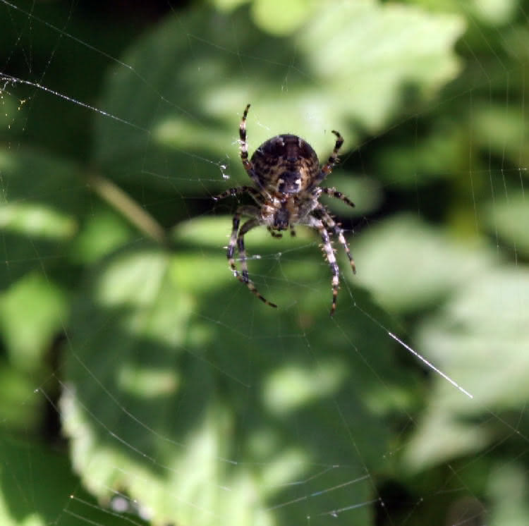 Netzbau der Spinnen