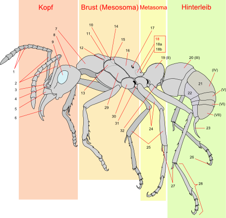 Körperbau Ameise