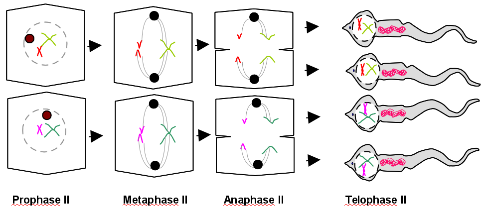 pdf Abstraction in