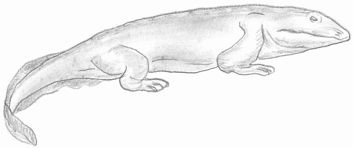 Zeichnung Ichthyostega