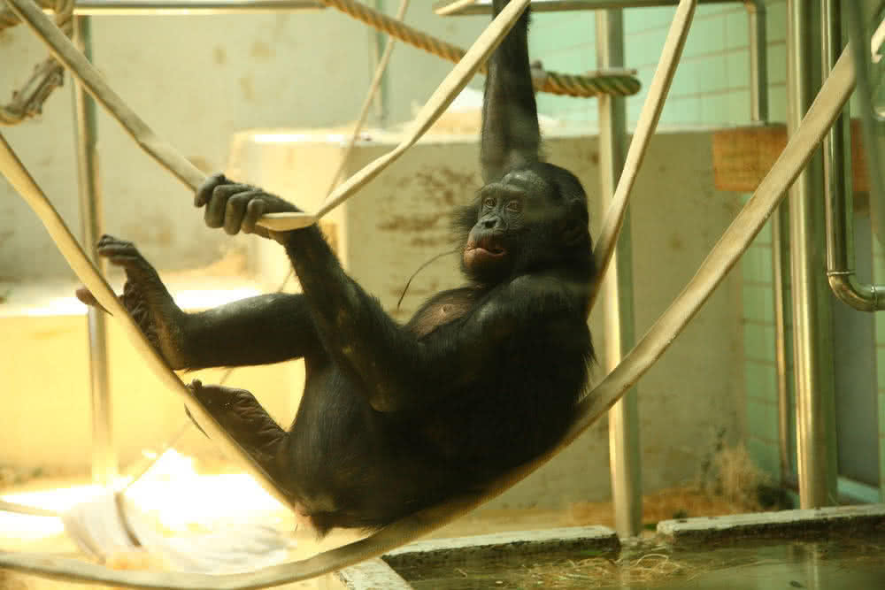 Bbonobo Zwergschimpanse