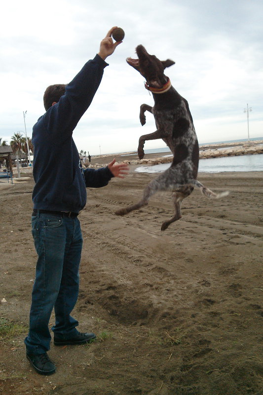 Springender Hund - Hochsprungrekord - am Strand