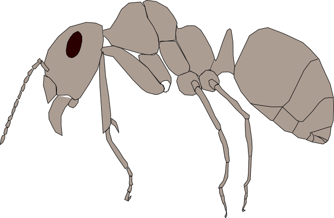 Ameisenkörper
