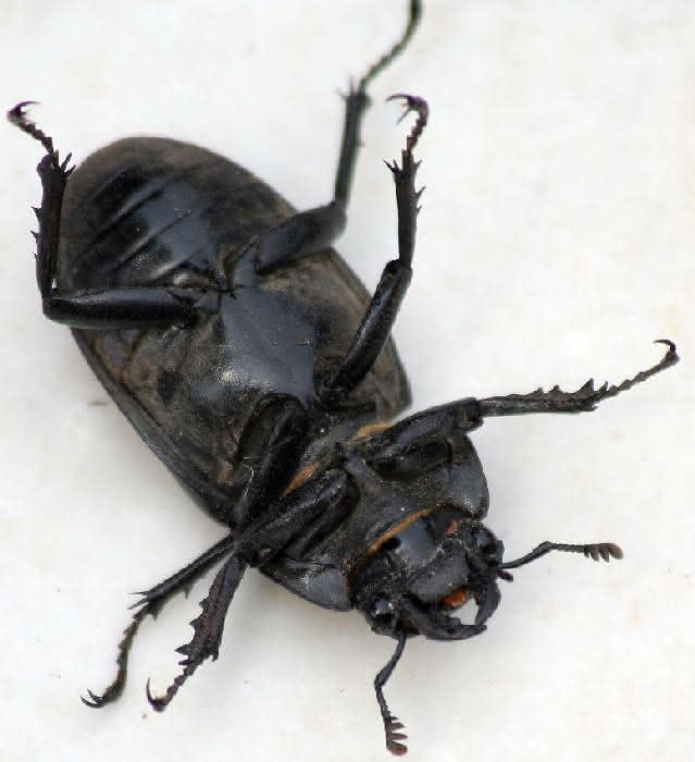 Käfer auf dem Rücken