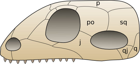 Schädel der Wirbeltiere mit Knochenplatten