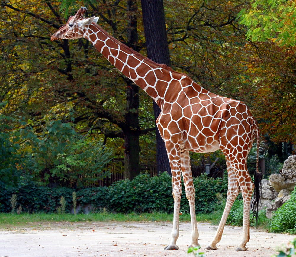 Giraffe - nur 8 Halswirbel