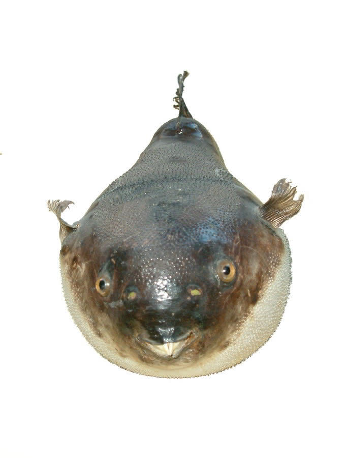 Kugelfisch - Perlhuhnkugelfisch