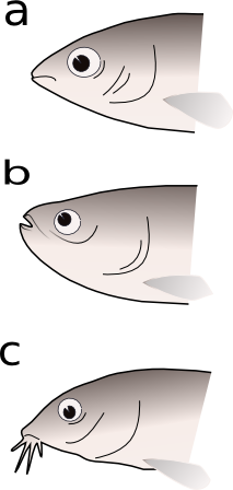 Unterscheidung von Fischen durch verschiedene Maul-Formen