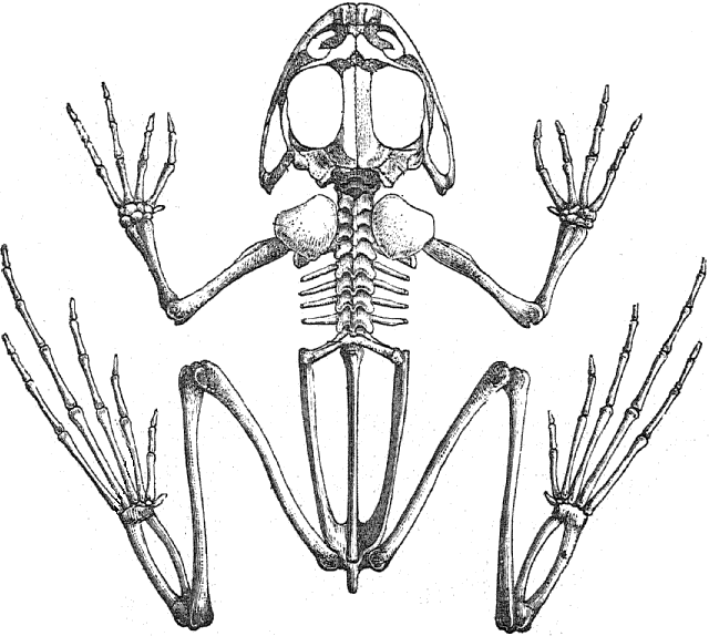 Skelett Frosch