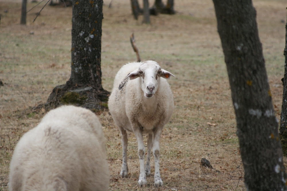 weißes Schaf
