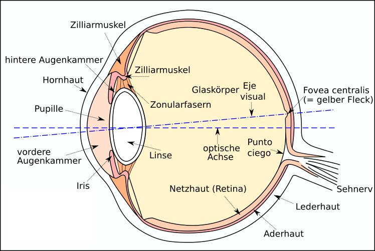 Querschnitt durch das Auge