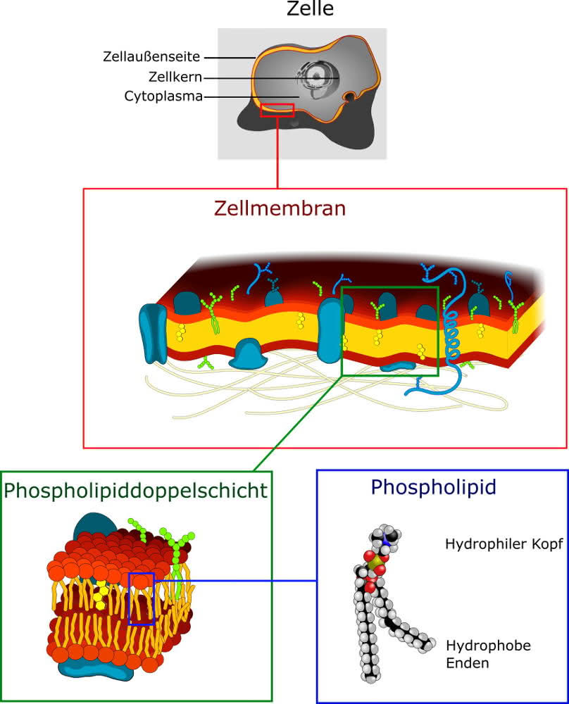 Vom Phospholipid zur Zellmembran - Übersichtsgrafik