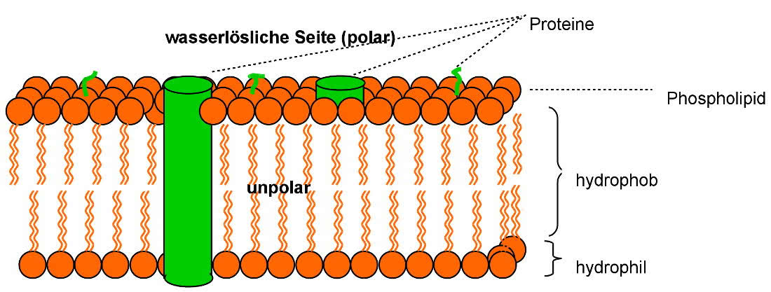 Skizze der Biomembran mit einer Lipiddoppelschicht