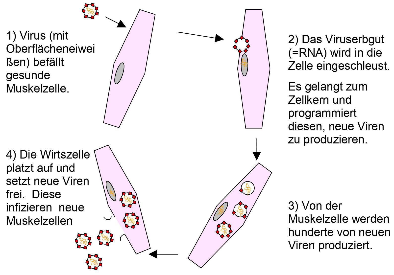 Kreislauf der Vermehrung von Viren