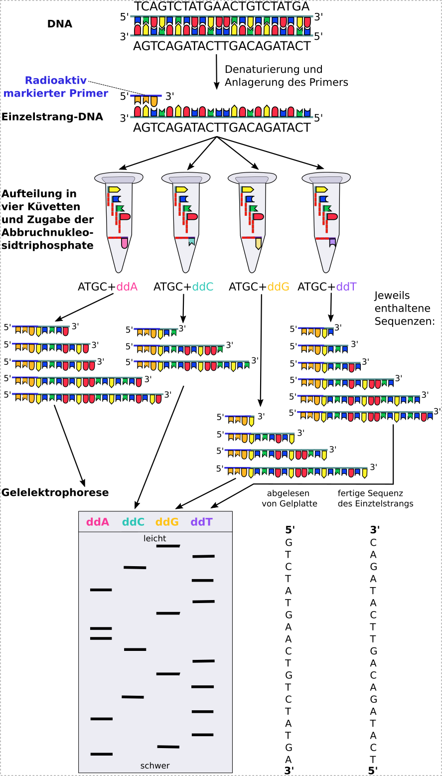 Dna sequenzierung von bildern