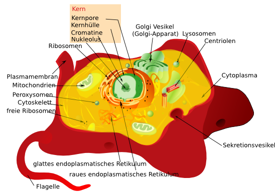 Tierische Zelle (Eukrayotische Zelle)