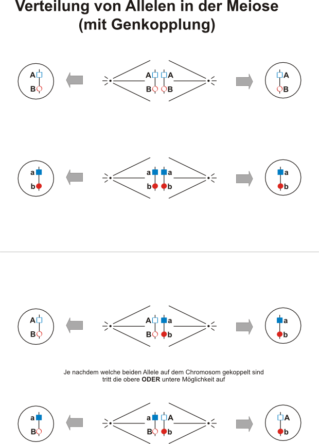 Verteilung von Allelen mit Genkopplung (Meiose)