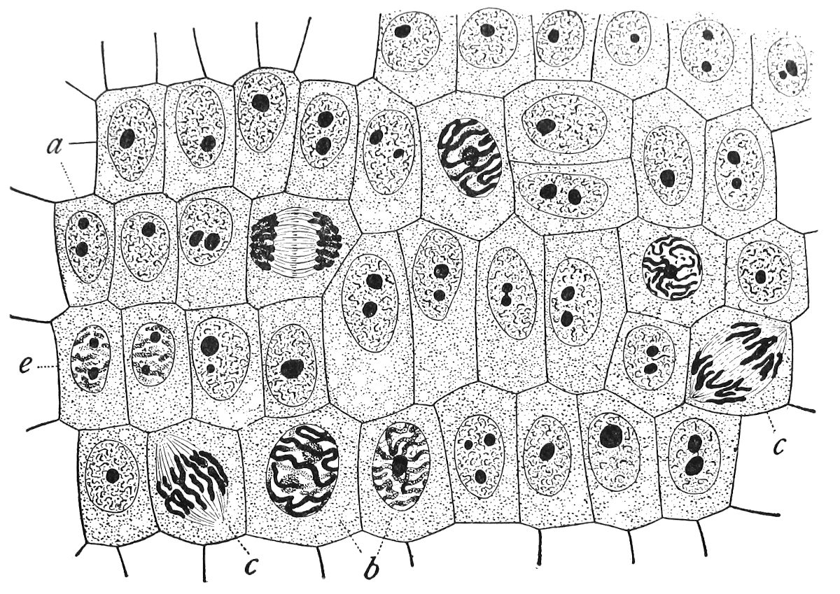 Mitosephasen der Wurzelspitze (Zwiebel)