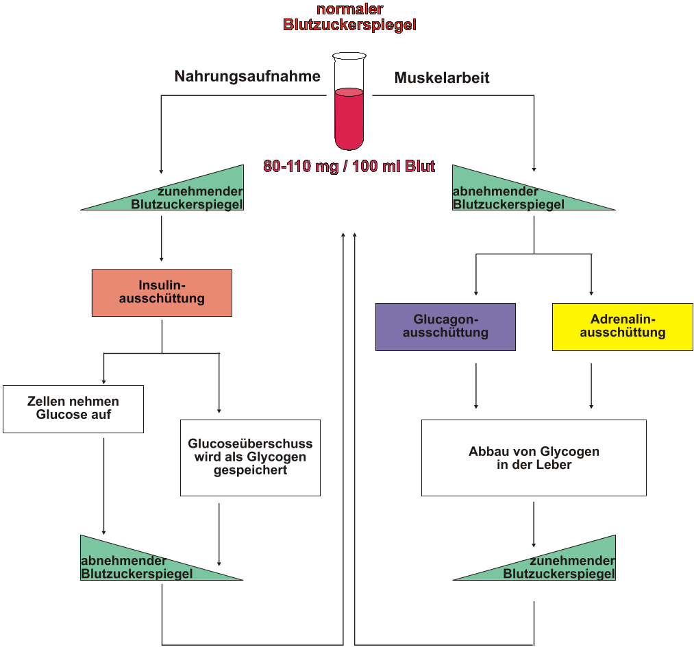 Blutzuckerregulation - Grafik 1