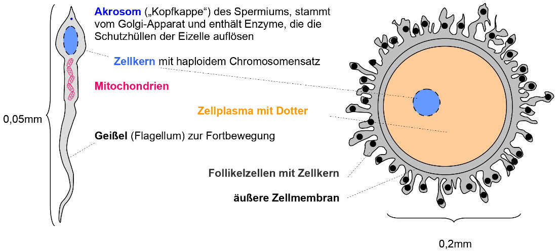 Spermium und Eizelle im Vergleich