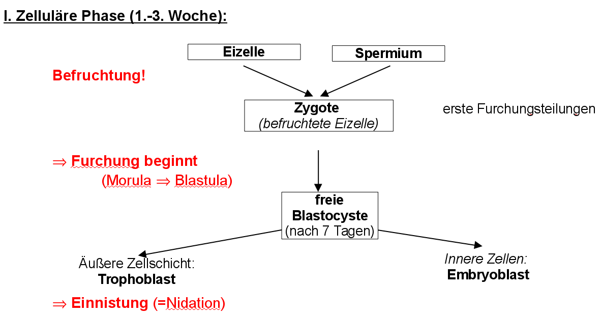 VOn der Eizelle bis zur Geburt - I - zellulärre Phase (Zygote - Blastocyste)