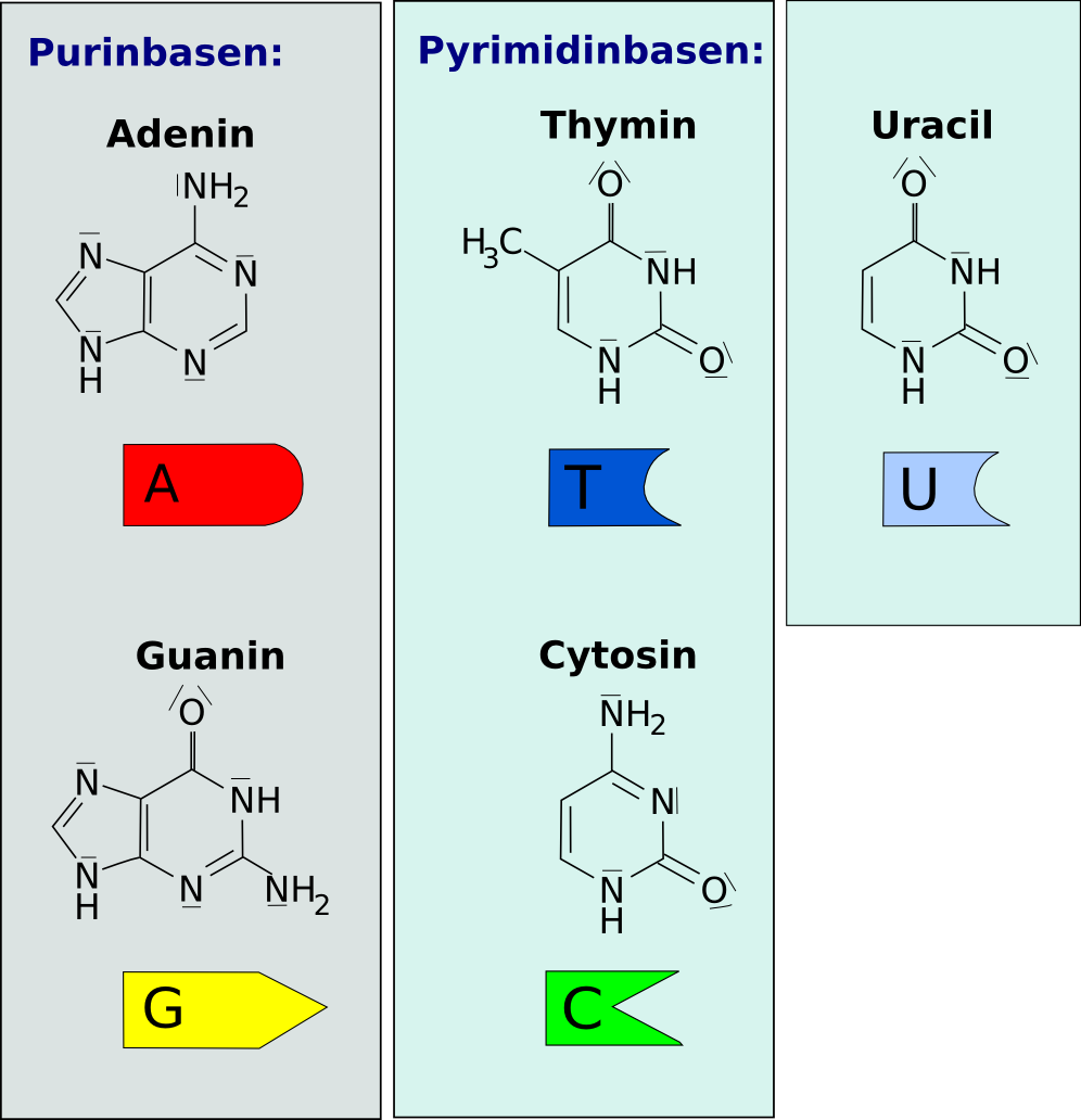 die fünf Nukleinbasen (mit Uracil)