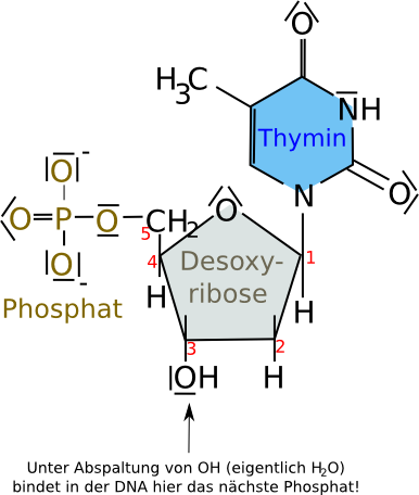 Thymidin-DNA-Nukleotid