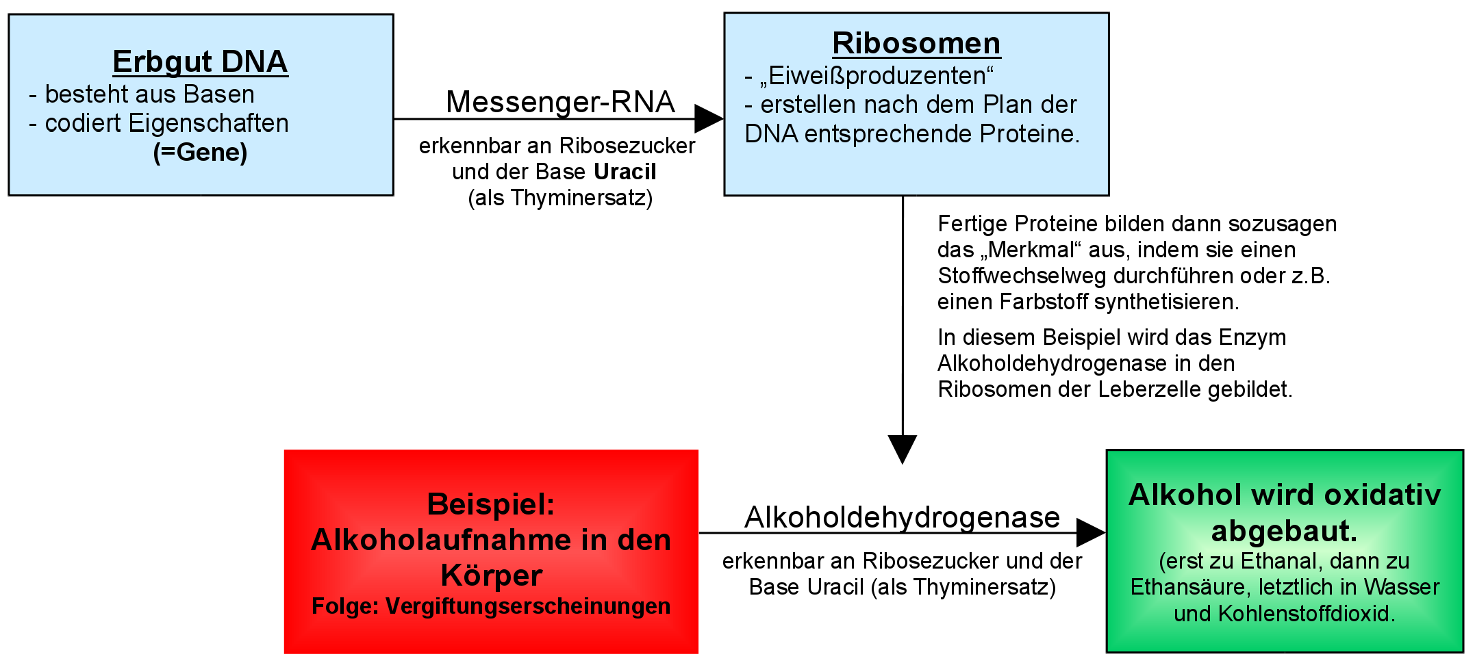 Transkription und Translation von Alkoholdehydrogenase in der Übersicht
