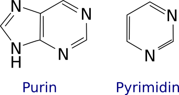 Purin und Pyrimidin