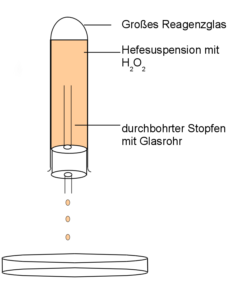 zeitliche Enzymwirkung - Hefesuspension mit H2O2