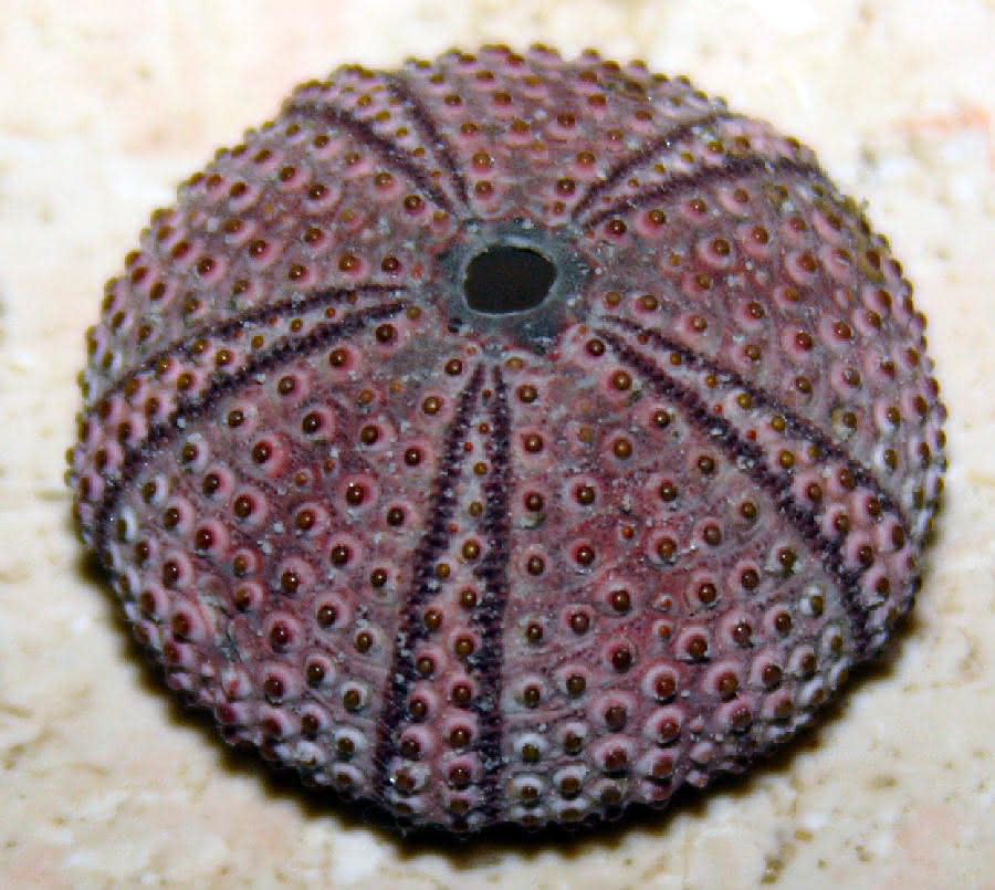 roter Seeigel (Echinoidea) 