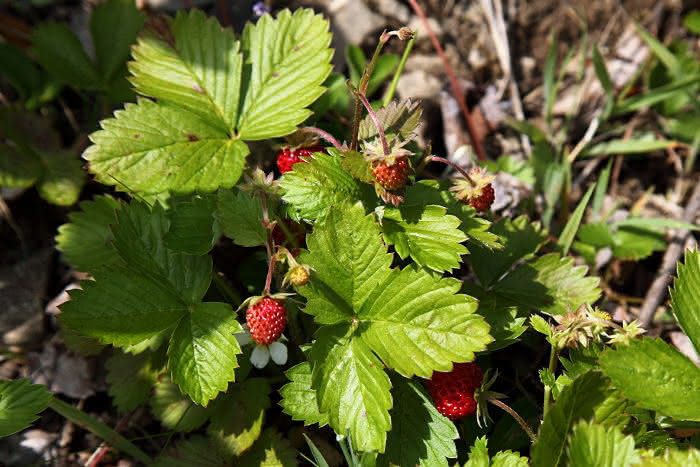 Früchte Wald-Erdbeere (Fragaria vesca)