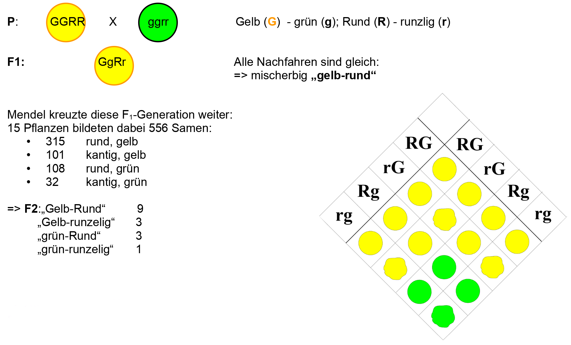 Freies Lehrbuch Biologie 08 15 Klassische Genetik Ii