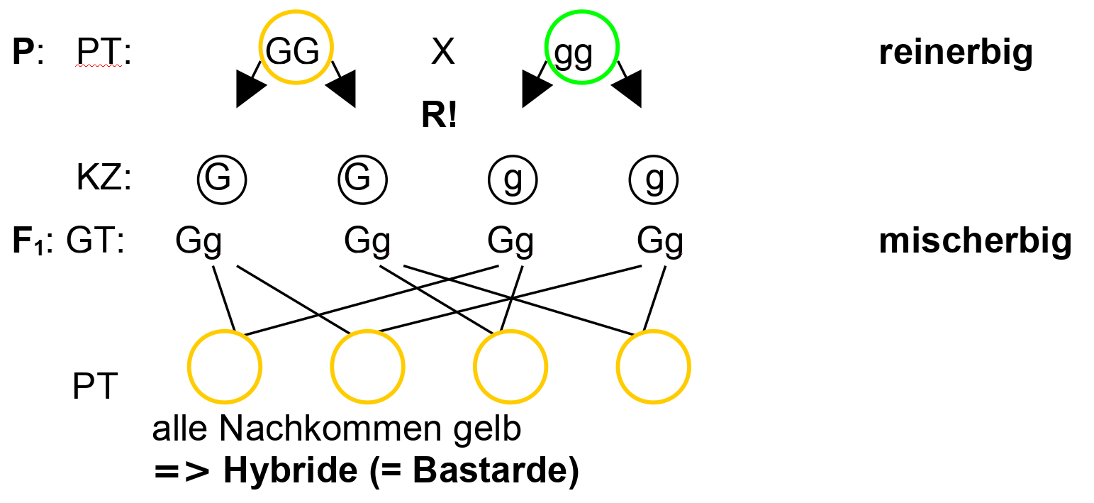 Kreuzungsschema nach Mendel: 1. Regel