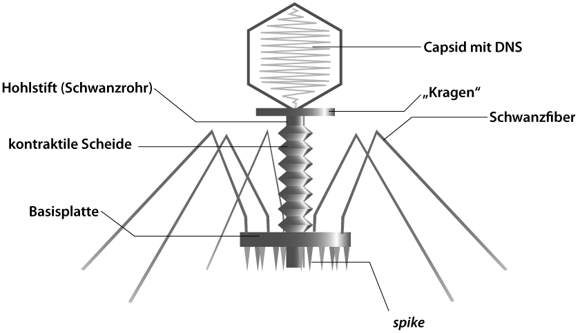 Aufbau von Aufbau Bakteriophagen (Skizze)