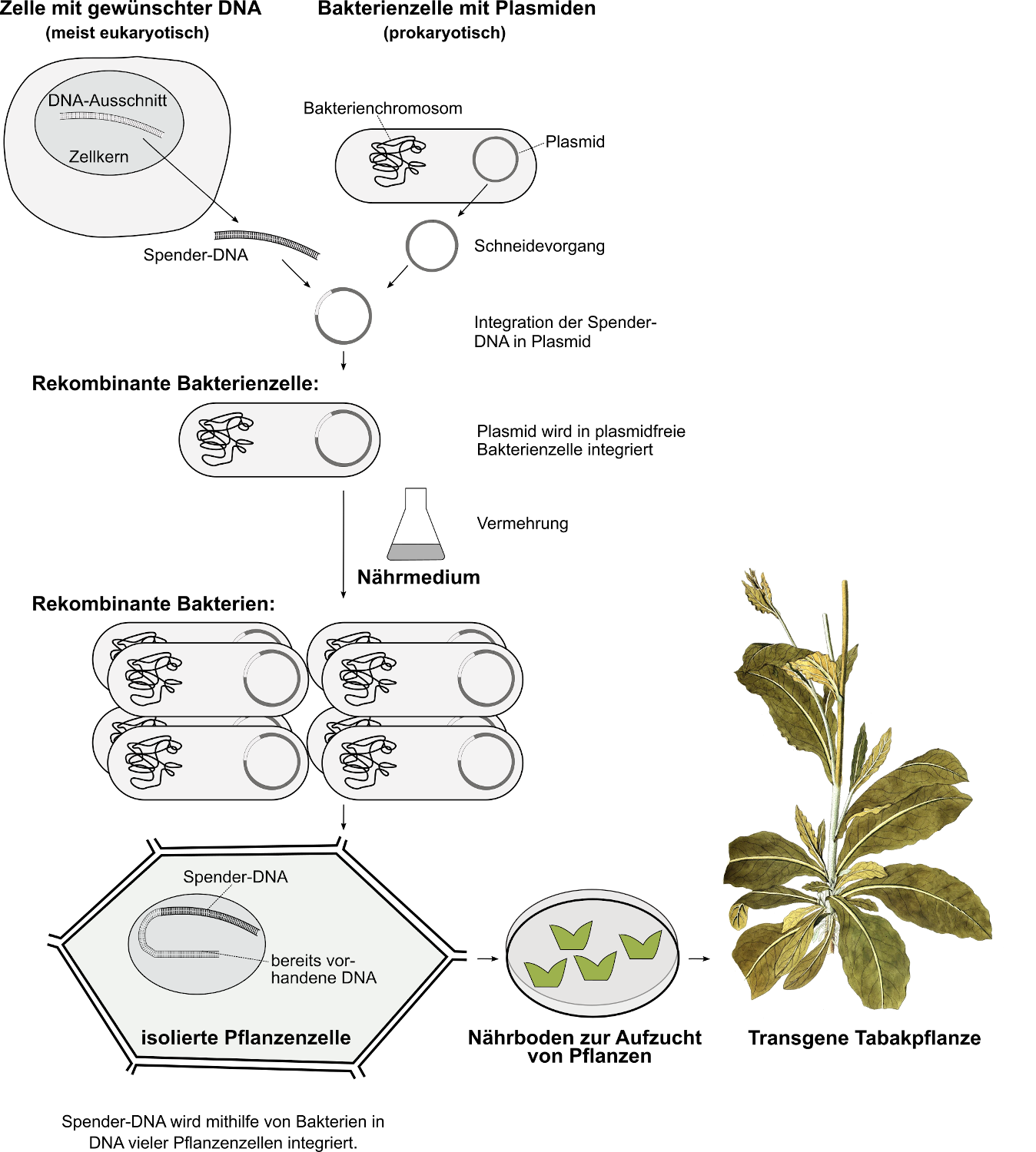 Gentransfer: Herstellung transgener Tabakpflanze