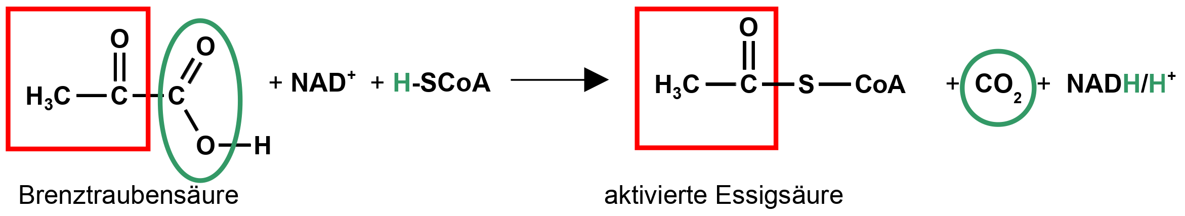 Oxidative Decarboxylierung: Aktivierung der Essigsäure