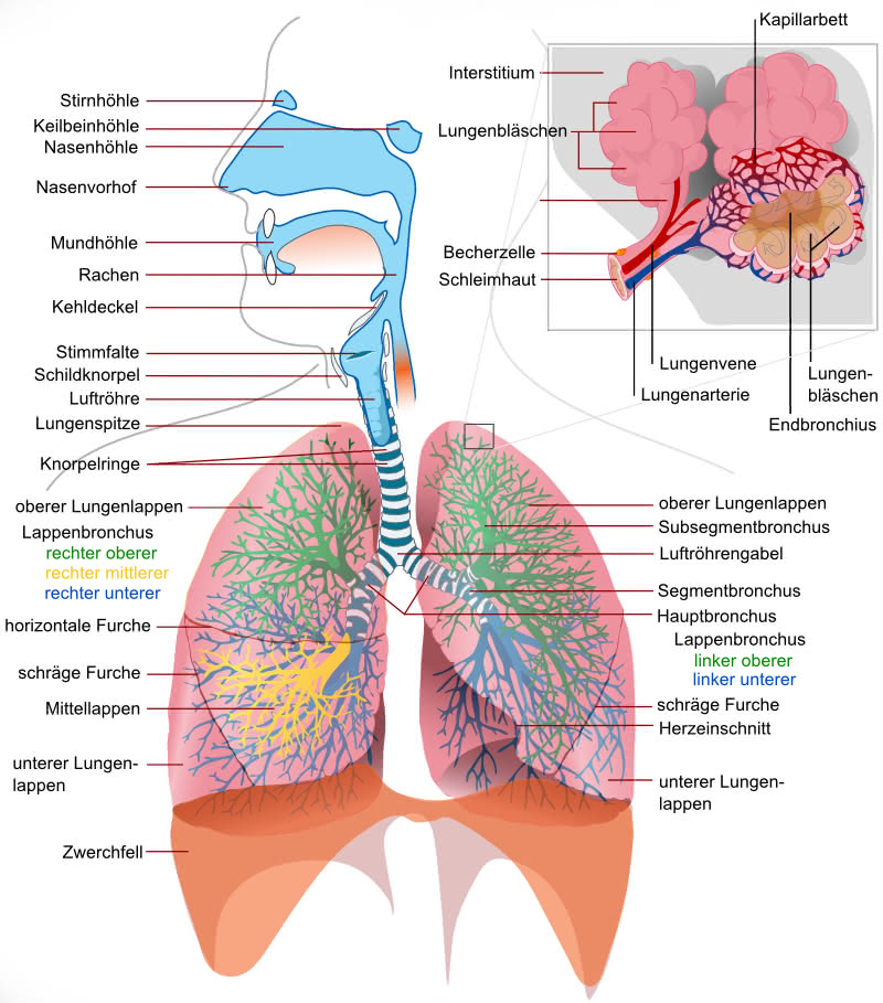 Aufbau der Lunge mit Beschriftung
