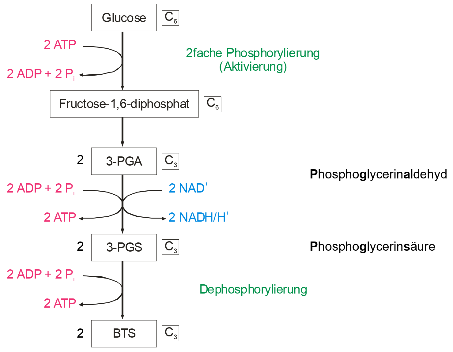 Übersicht über die Phasen der Glycolyse mit ATP und NADH Beteiligung