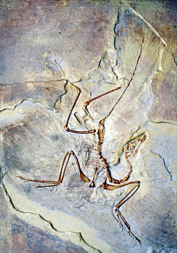 Archaeopteryx - Versteinert