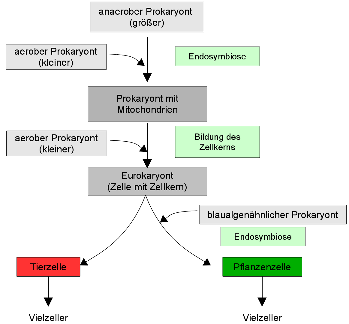 Entsteheung der Eukaryoten durch Endosymbiose
