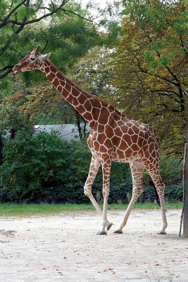 Giraffen, Evolution nach Lamarck