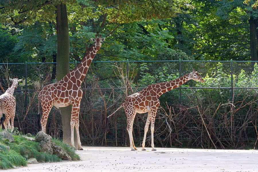 Giraffen, ein Beispiel für Evolution