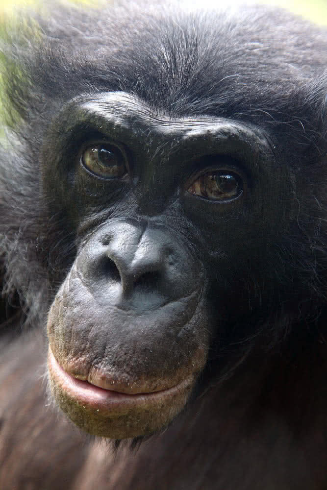 Bonobo - der nächste Verwandte des Menschen