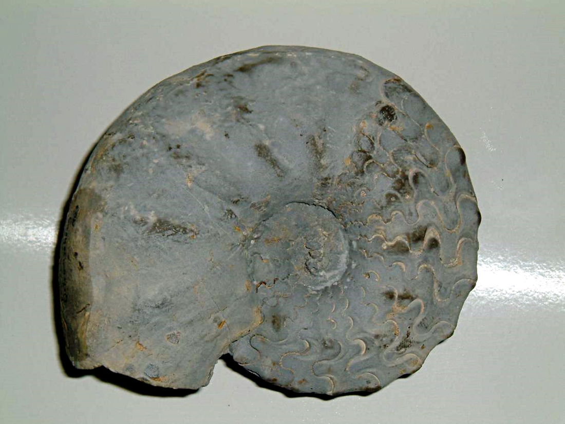 Amonit aus Kalk