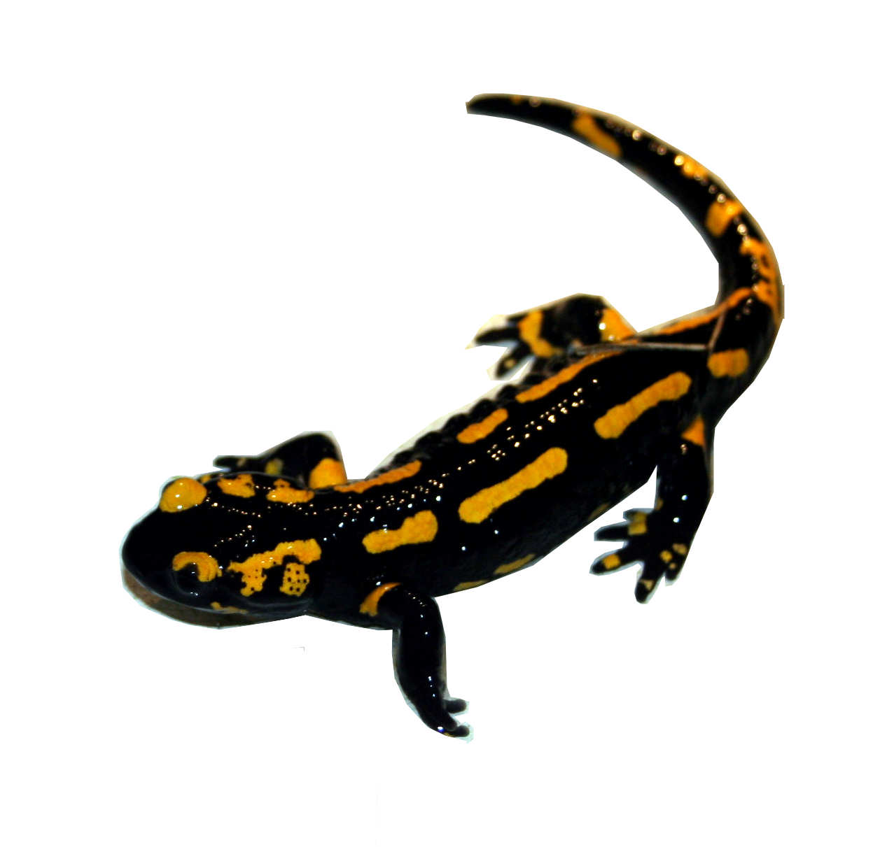 Feuersalamander