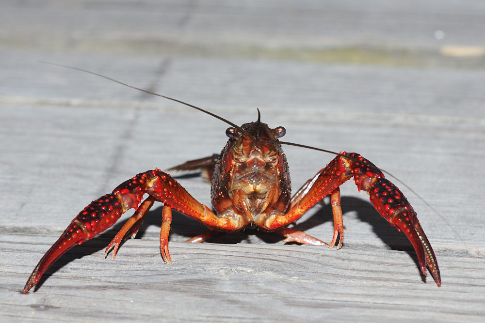 Roter Amerikanischer Sumpfkrebs - Procambarus clarkii