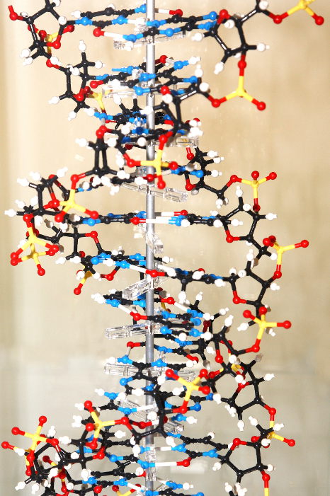 DNA Modell